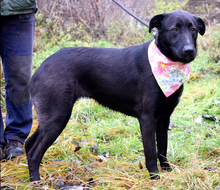 HETTY, Hund, Mischlingshund in Slowakische Republik - Bild 15