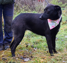 HETTY, Hund, Mischlingshund in Slowakische Republik - Bild 17