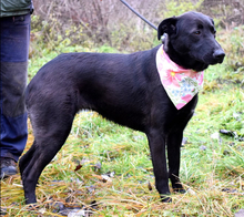 HETTY, Hund, Mischlingshund in Slowakische Republik - Bild 6