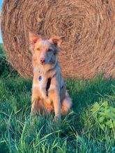 FINN, Hund, Mischlingshund in Bad Vilbel