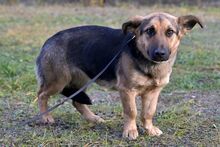 WIKI, Hund, Mischlingshund in Pfungstadt - Bild 3