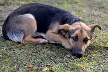 WIKI, Hund, Mischlingshund in Pfungstadt - Bild 5