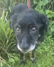 CAIO, Hund, Mischlingshund in Portugal