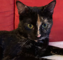 NERA, Katze, Europäisch Kurzhaar in Dachau