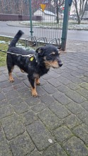 AMETHYST, Hund, Mischlingshund in Polen - Bild 1