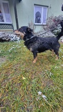 AMETHYST, Hund, Mischlingshund in Polen - Bild 2