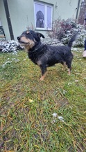 AMETHYST, Hund, Mischlingshund in Polen - Bild 3