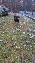 AMETHYST, Hund, Mischlingshund in Polen - Bild 4