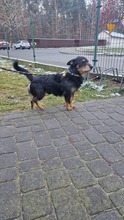 AMETHYST, Hund, Mischlingshund in Polen - Bild 5