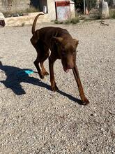 THYSON, Hund, Dobermann in Spanien - Bild 1