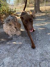 THYSON, Hund, Dobermann in Spanien - Bild 2