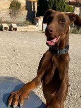 THYSON, Hund, Dobermann in Spanien - Bild 3