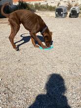 THYSON, Hund, Dobermann in Spanien - Bild 4