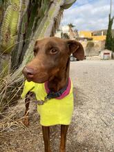 THYSON, Hund, Dobermann in Spanien - Bild 5