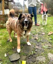 BENJI, Hund, Mischlingshund in Wilhelmshaven