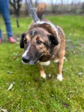 BENJI, Hund, Mischlingshund in Wilhelmshaven - Bild 3