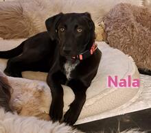 NALA, Hund, Labrador Retriever in Hilchenbach