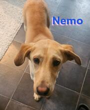 NEMO, Hund, Labrador Retriever in Hilchenbach