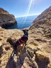 DUKE, Hund, Labrador-Mix in Portugal - Bild 3