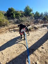 DUKE, Hund, Labrador-Mix in Portugal - Bild 5