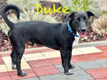 DUKE, Hund, Labrador-Mix in Portugal - Bild 6