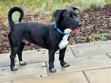 DUKE, Hund, Labrador-Mix in Portugal - Bild 7