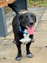 DUKE, Hund, Labrador-Mix in Portugal - Bild 9