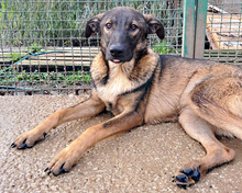 SELMA, Hund, Mischlingshund in Kroatien