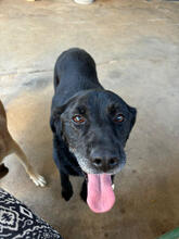 KIRAZ, Hund, Labrador-Neufundländer-Mix in Portugal - Bild 2