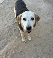 TOBBY, Hund, Mischlingshund in Portugal - Bild 1