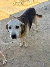 TOBBY, Hund, Mischlingshund in Portugal - Bild 2