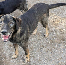 BEKAS, Hund, Mischlingshund in Portugal - Bild 2