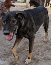 BEKAS, Hund, Mischlingshund in Portugal - Bild 4