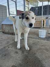 LUCY, Hund, Mischlingshund in Griechenland - Bild 3