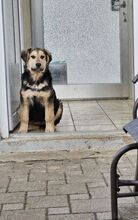 MIKA, Hund, Mischlingshund in Illertissen - Bild 2