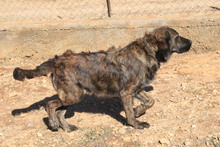 ATLAS, Hund, Flat Coated Retriever-Mix in Türkei - Bild 1