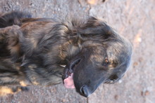 ATLAS, Hund, Flat Coated Retriever-Mix in Türkei - Bild 2