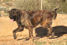 ATLAS, Hund, Flat Coated Retriever-Mix in Türkei - Bild 3