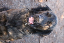 ATLAS, Hund, Flat Coated Retriever-Mix in Türkei - Bild 4