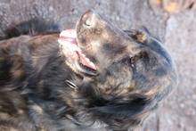 ATLAS, Hund, Flat Coated Retriever-Mix in Türkei - Bild 5