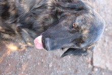 ATLAS, Hund, Flat Coated Retriever-Mix in Türkei - Bild 6