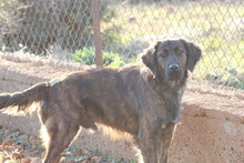 ATLAS, Hund, Flat Coated Retriever-Mix in Türkei - Bild 7