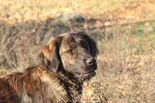 ATLAS, Hund, Flat Coated Retriever-Mix in Türkei - Bild 8