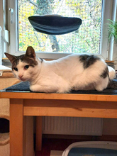 ONNI, Katze, Hauskatze in Berlin - Bild 10