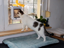 ONNI, Katze, Hauskatze in Berlin - Bild 9