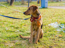 MANU, Hund, Mischlingshund in Bulgarien - Bild 3