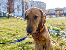 MANU, Hund, Mischlingshund in Bulgarien - Bild 4