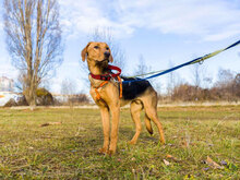 MANU, Hund, Mischlingshund in Bulgarien - Bild 5