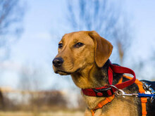 MANU, Hund, Mischlingshund in Bulgarien - Bild 6