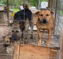 HAILEY, Hund, Mischlingshund in Ungarn - Bild 15